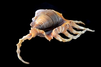 Lambis scorpius 5-2016 9446